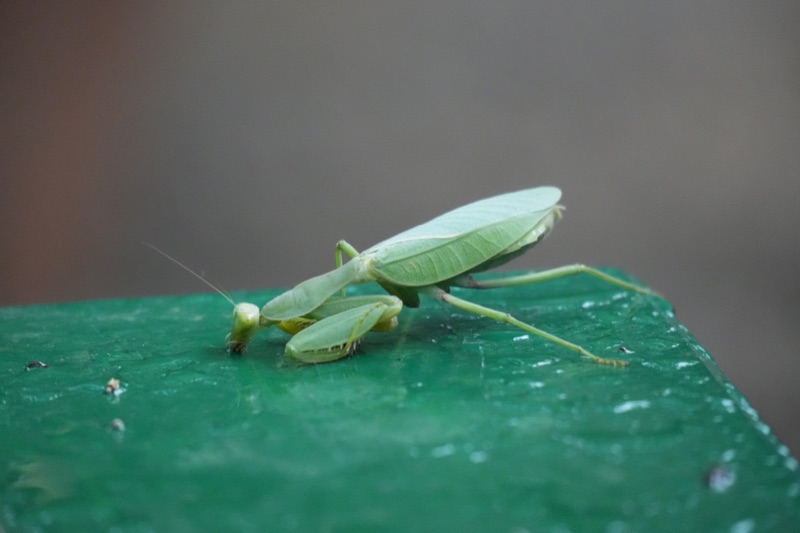 Praying Mantis