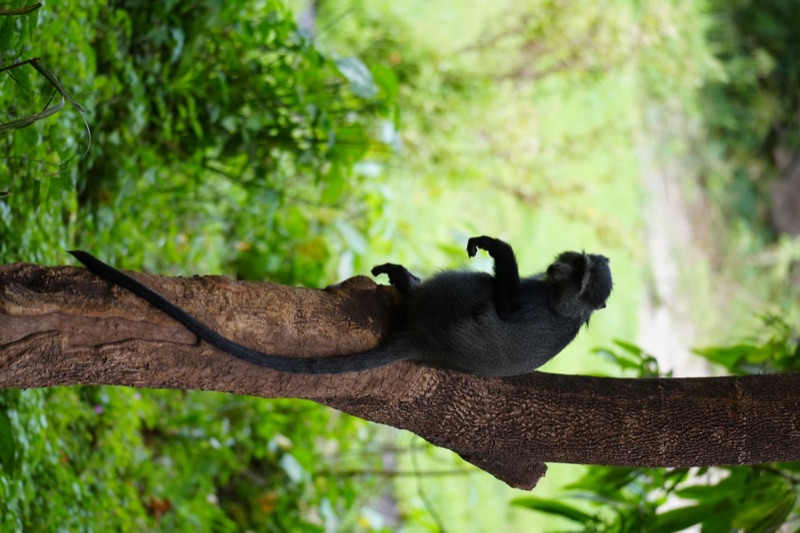 Blue Monkey