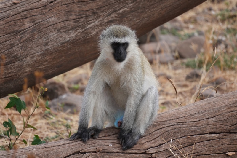 Vervet Monkey