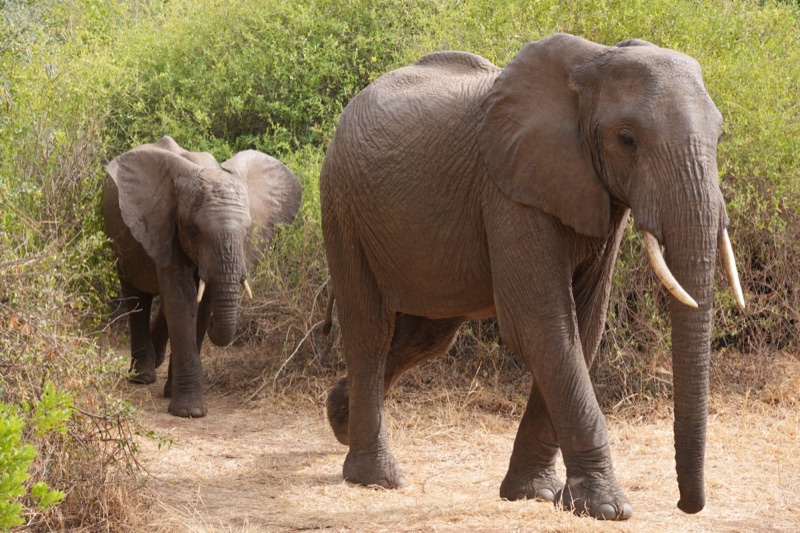 African Elephants