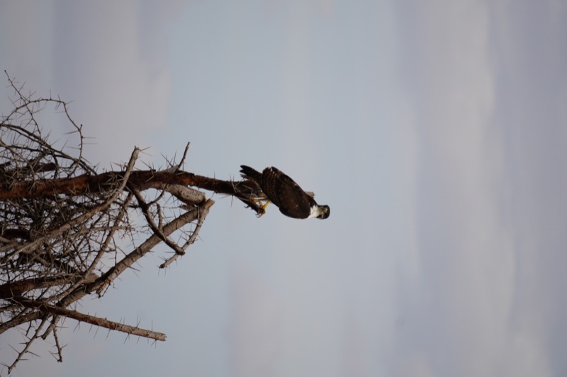Bird of Prey