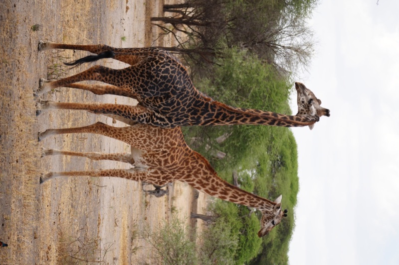Masai Giraffes