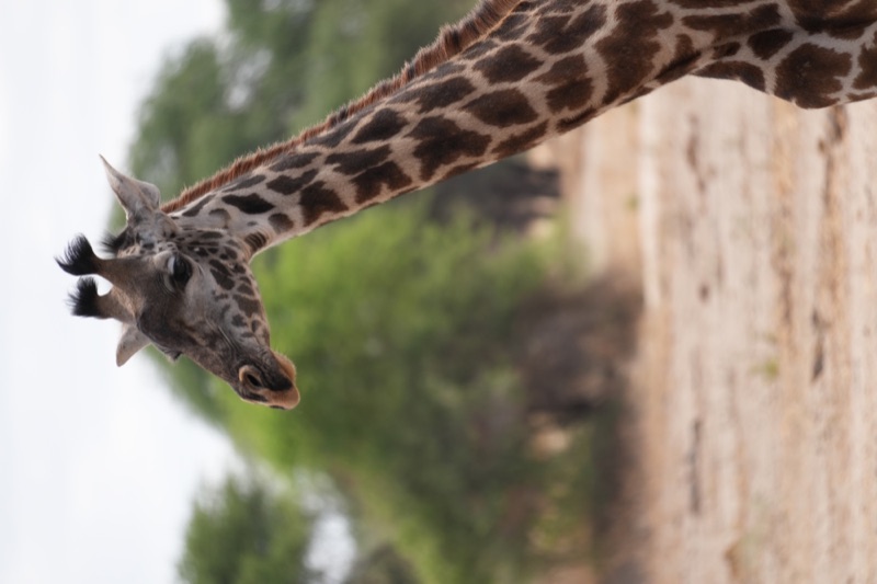 Masai Giraffe