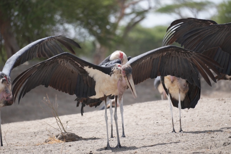 Marabou Storks