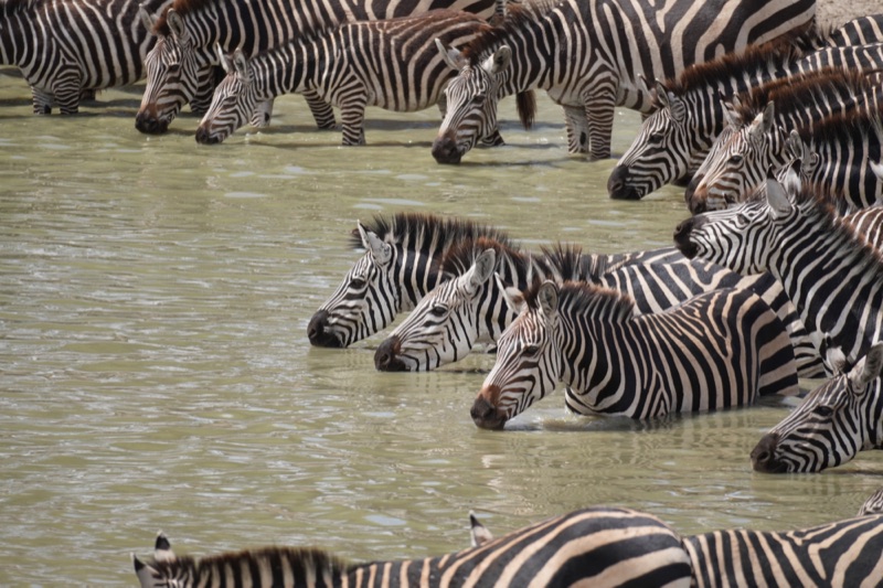 Zebras at the Waterhole