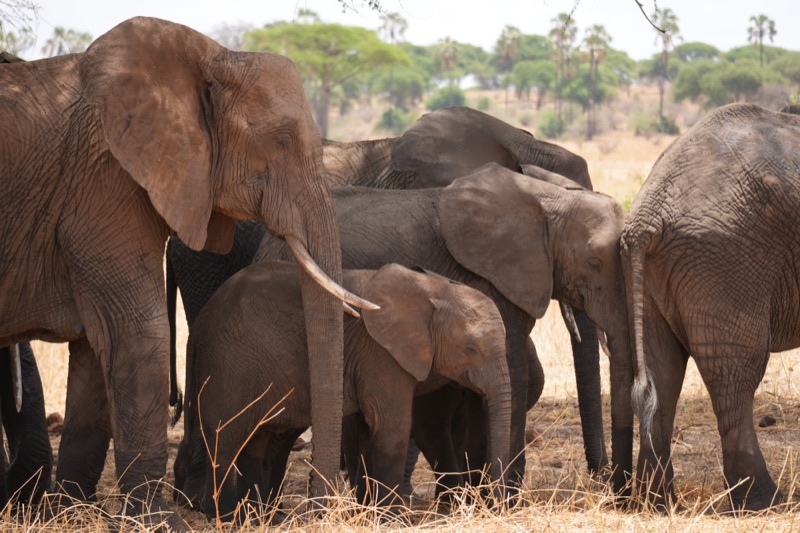 Elephant Family