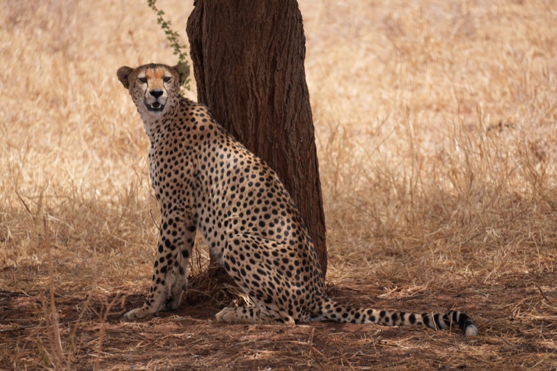 Cheetah in the Shade