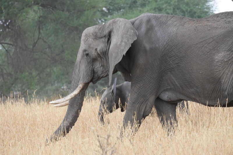 Mother and Calf
