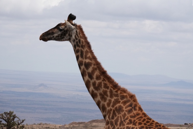 Giraffe on the Rim