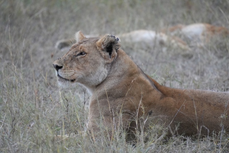 Lioness at Dusk