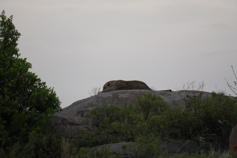 Leopard on the Kopje
