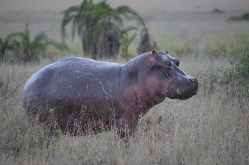 Hippo at Dusk
