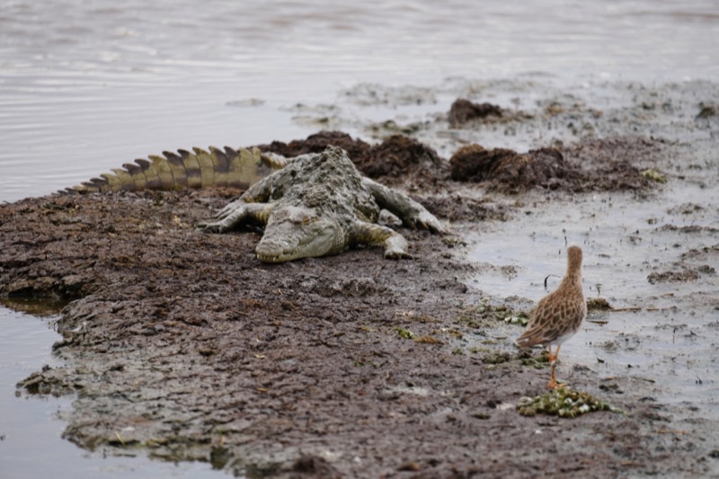 Nile Crocodile