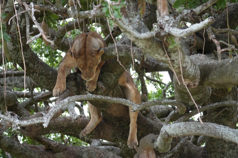 Tree-Climbing Lion