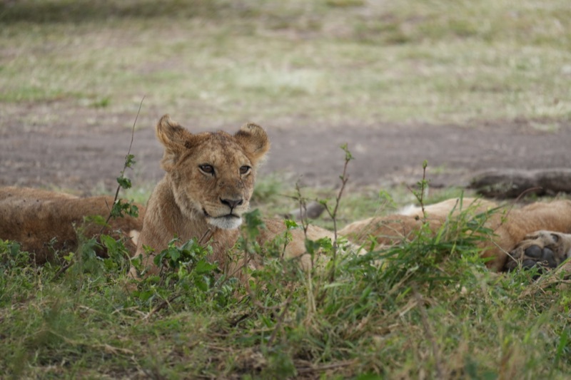Lion Cub