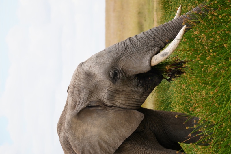 Elephant in the Marsh