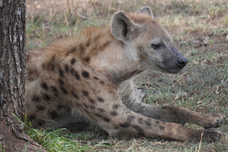 Spotted Hyena