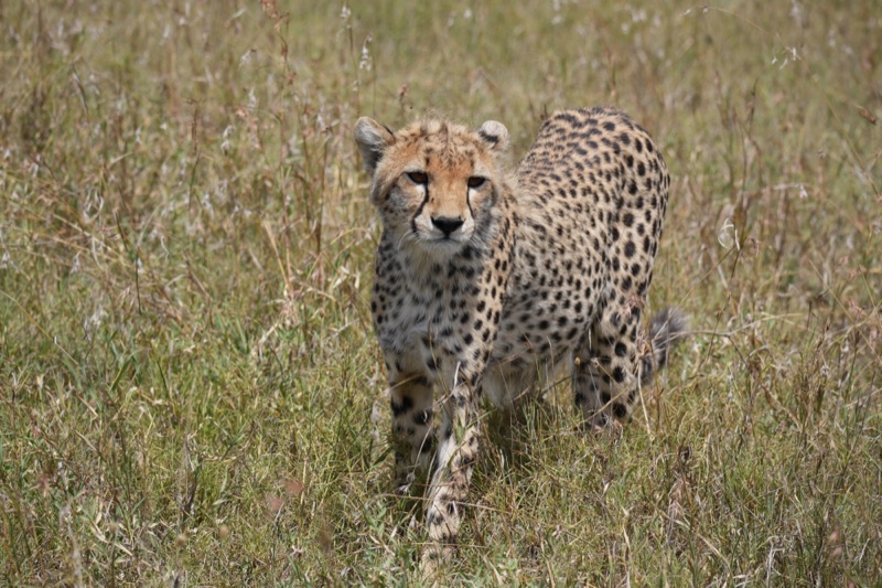 Cheetah Approaching