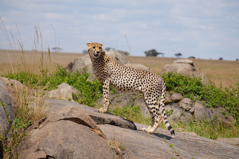 Cheetah on the Rocks