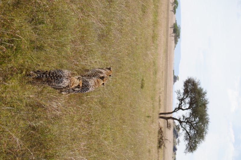 Cheetah Coalition