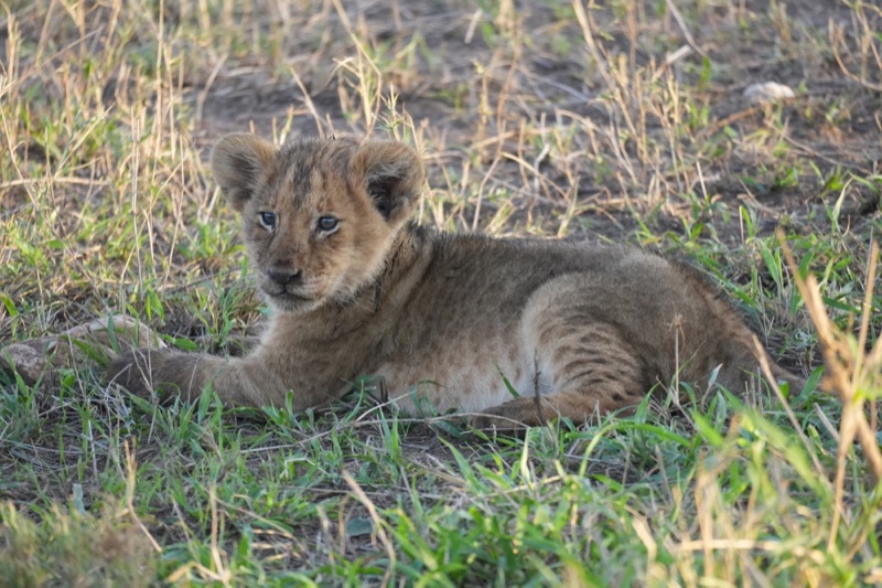 Lion Cub in Golden Light