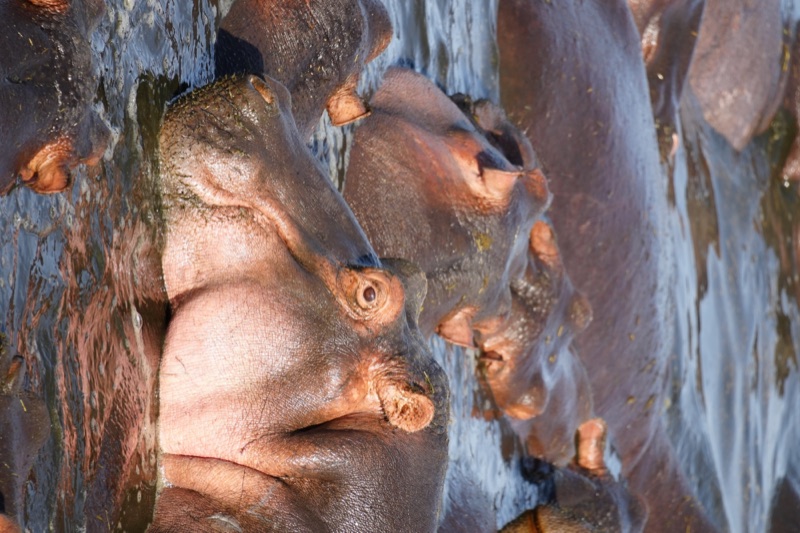 Hippo Pool