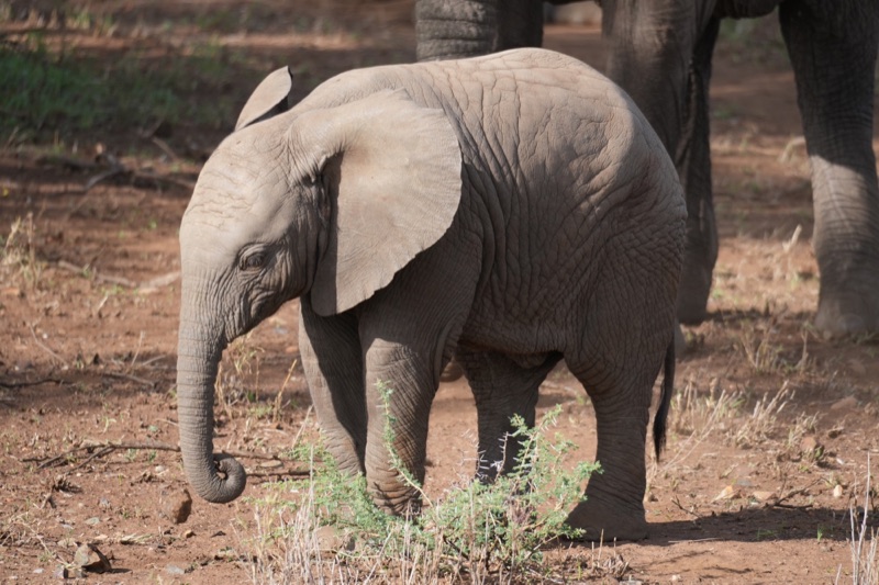Elephant Calf