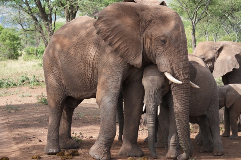 In the Shade of the Herd