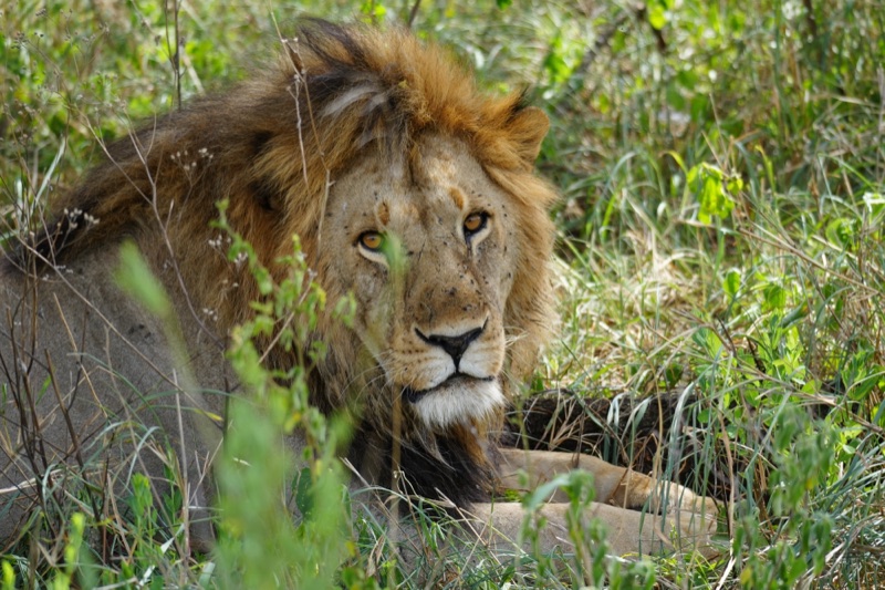 Lion in the Thicket