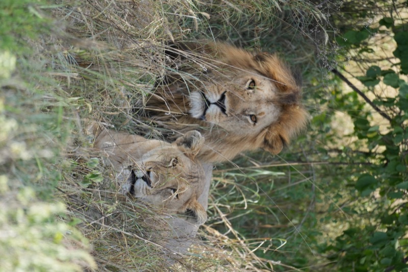 Lion Couple