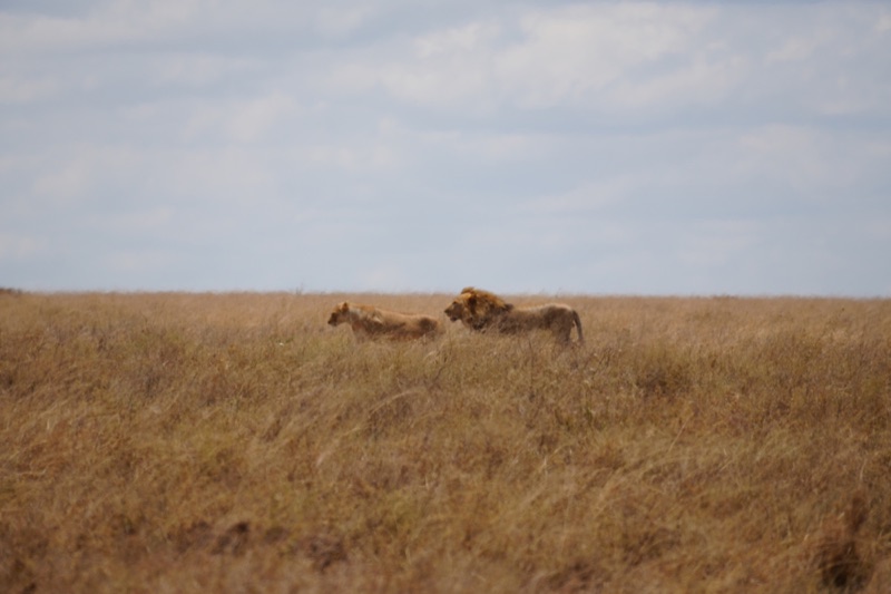 Lions on the Move
