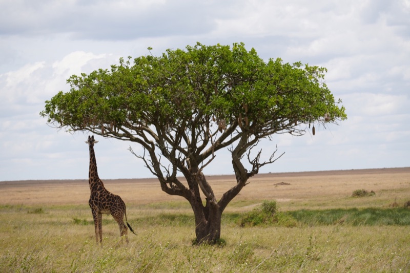 Giraffe and Sausage Tree