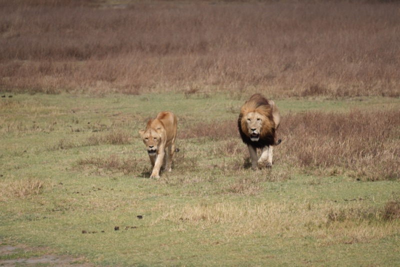 Crater Lions