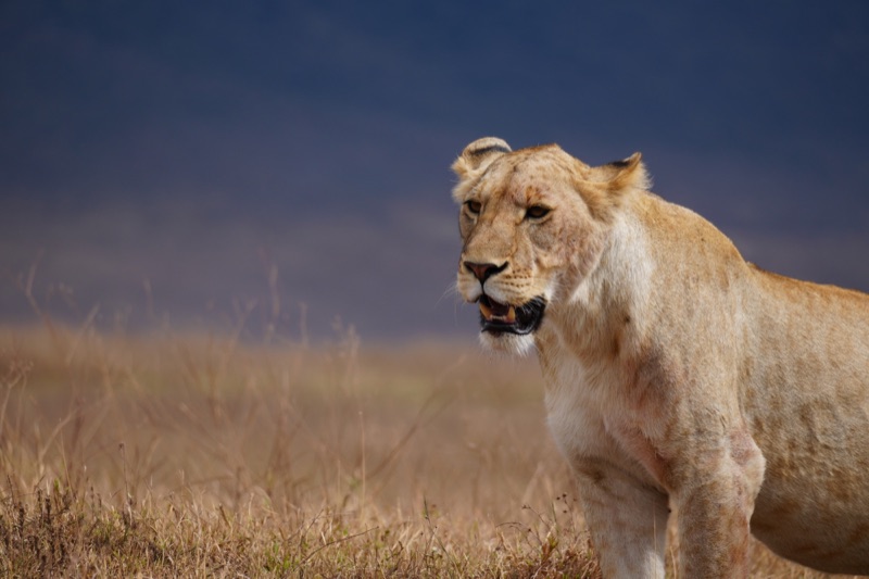 Lioness of the Crater