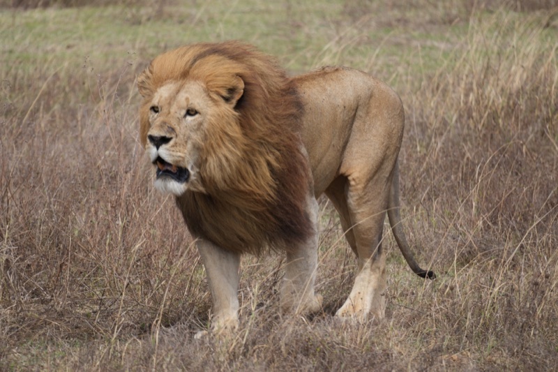 Black-Maned Lion