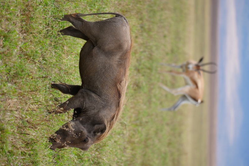 Warthog and Gazelle
