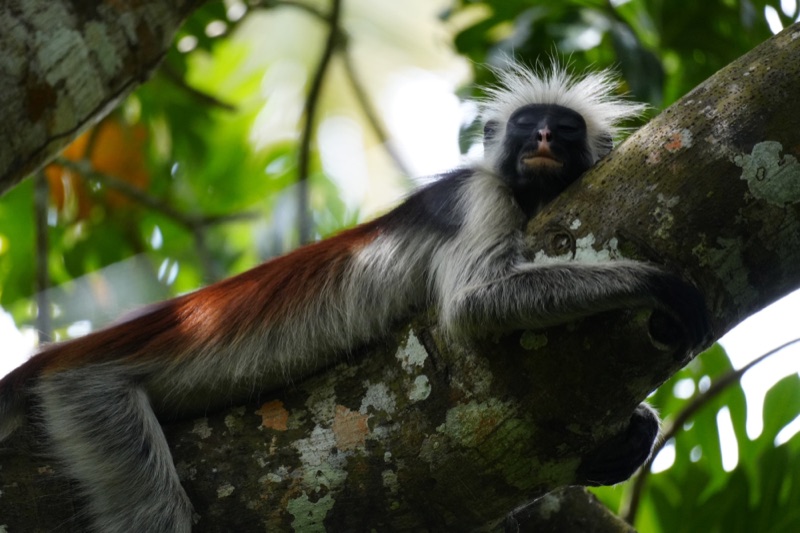 Zanzibar Red Colobus