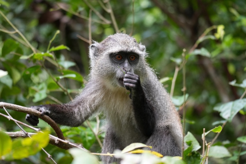 Sykes' Monkey