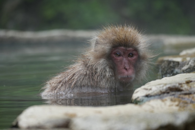 Snow Monkey Bath