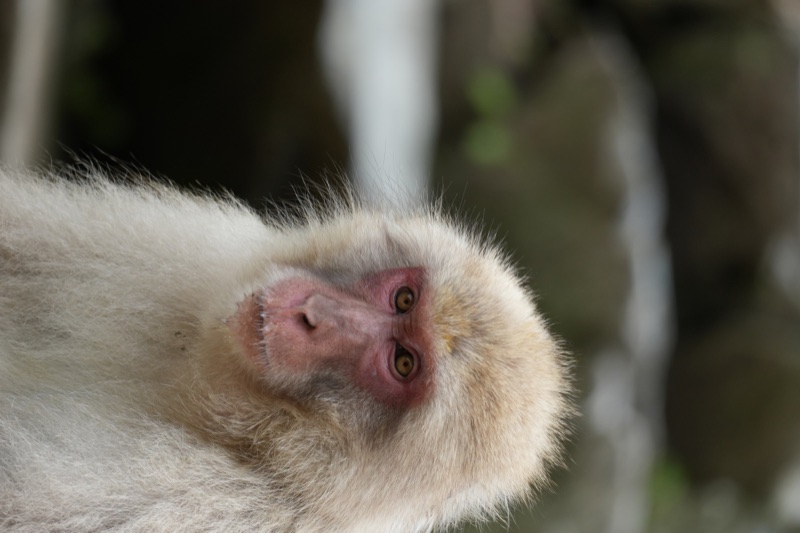 Japanese Macaque