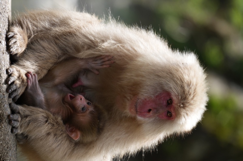 Mother and Infant