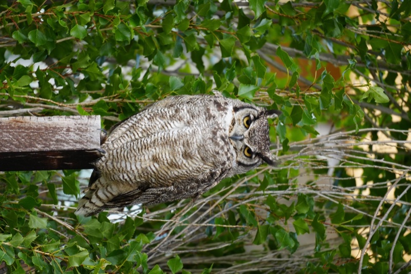Magellanic Horned Owl