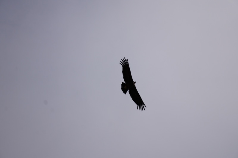 Andean Condor