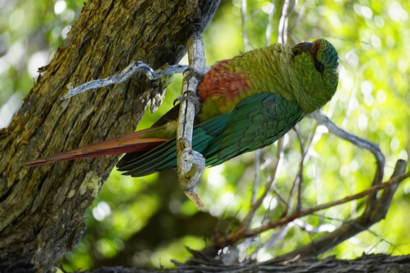 Austral Parakeet