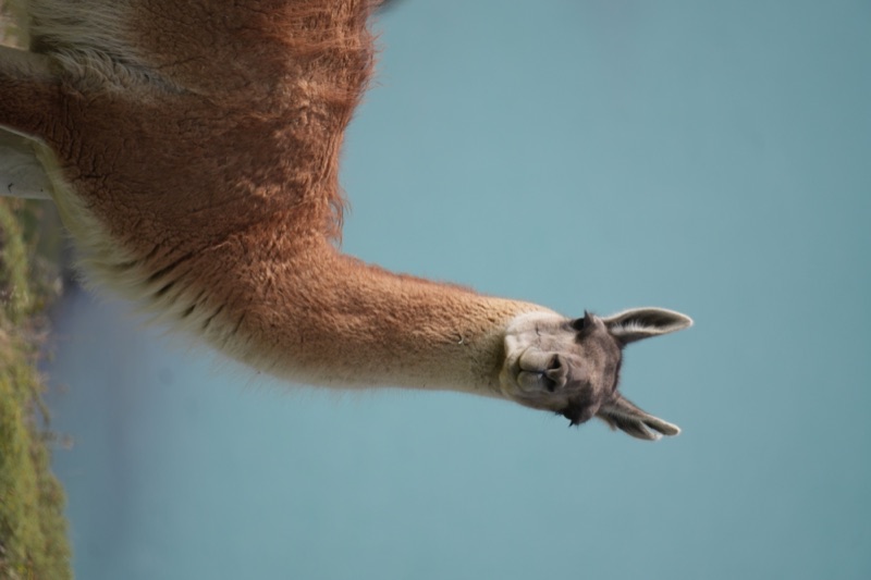 Guanaco