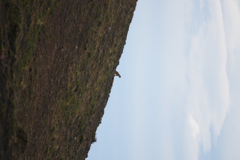 Puma on the Ridge