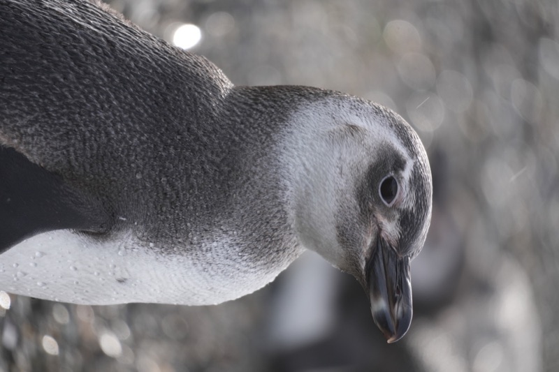 Magellanic Penguin