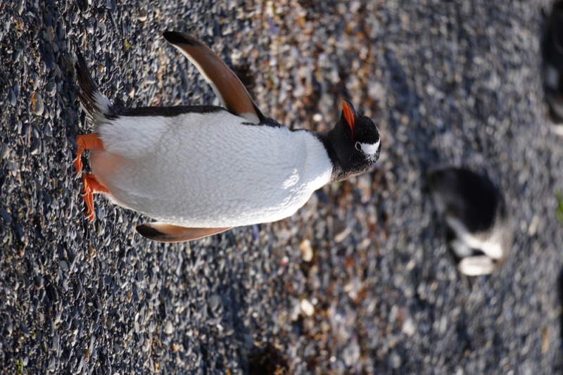 Gentoo Penguin