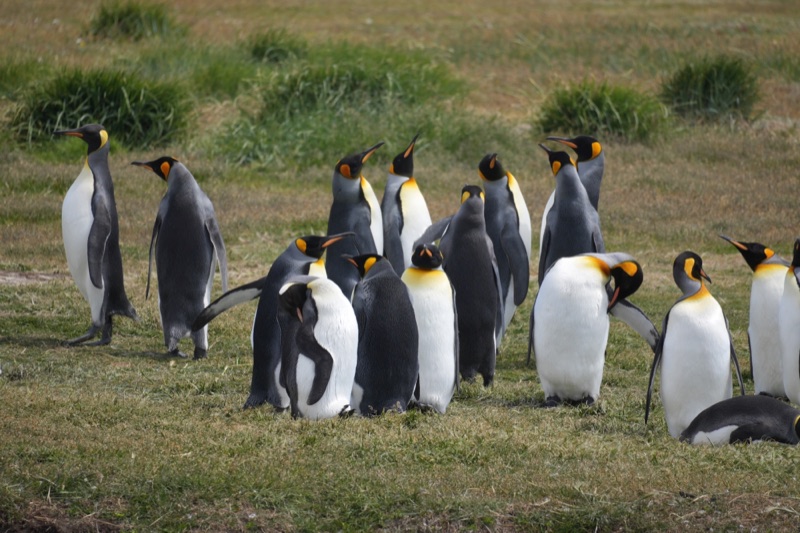 King Penguins