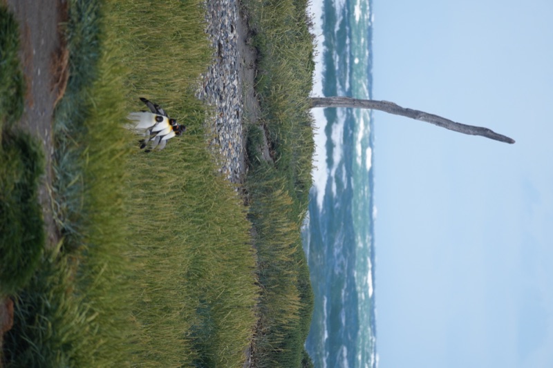 Into the Wind